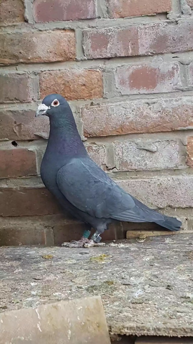 新手养鸽子怎么让鸽子放飞不跑,养信鸽怎么样防止鸽子不乱落