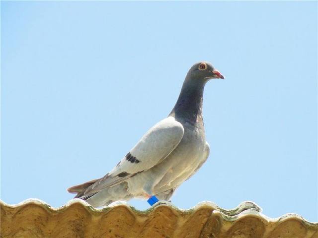 新手养鸽子怎么让鸽子放飞不跑,养信鸽怎么样防止鸽子不乱落