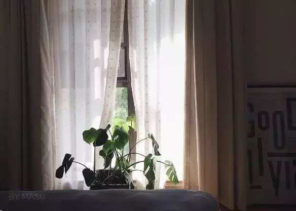 爱种花的姑娘,爱养花的女人都想把生活过的精致