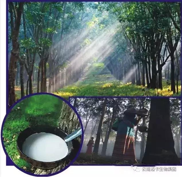 泰国皇家乳胶官网,泰国乳胶枕头骗局