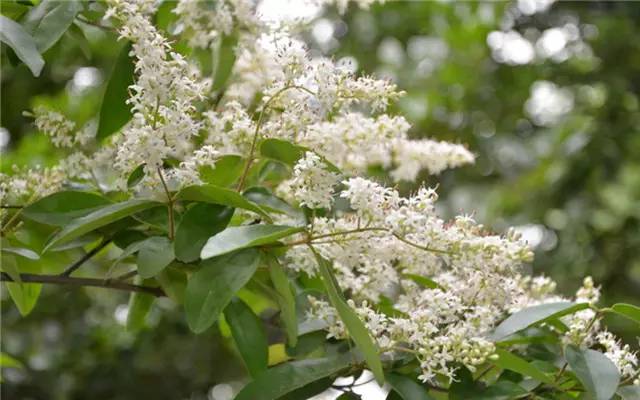 农村常见的100种植物,100种常见草本植物