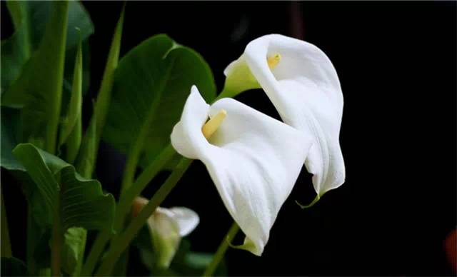 农村常见的100种植物,100种常见草本植物