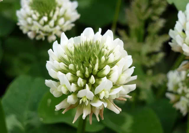 农村常见的100种植物,100种常见草本植物