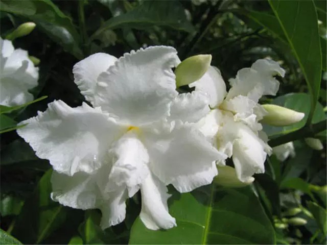 农村常见的100种植物,100种常见草本植物