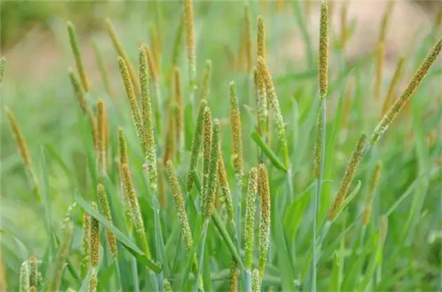 农村常见的100种植物,100种常见草本植物