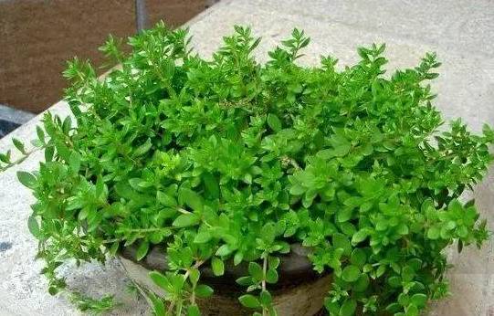 这五种盆栽真心值得养,不用经常换盆根系不发达的盆栽