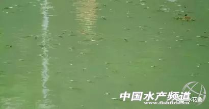 养殖水浓用什么药好,养殖水硬度高有什么好处