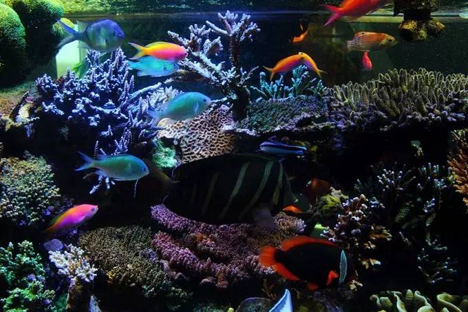 大型海缸欣赏,海缸有什么可玩的