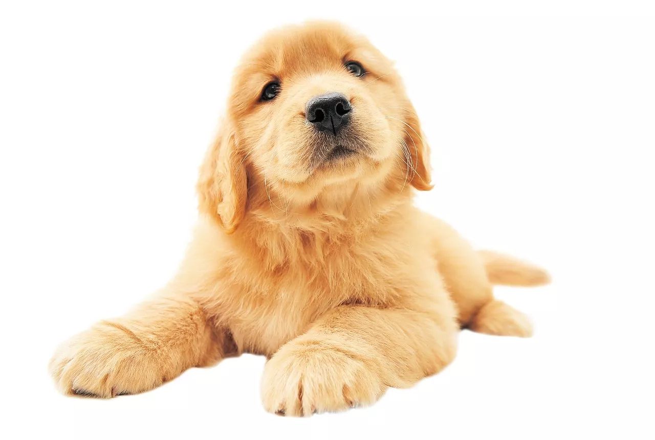 狗狗行为制止,狗狗行为矫正科目都有什么