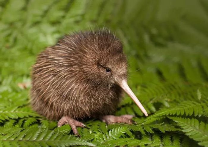 新西兰蜂蜜麦卢卡是否是骗局 (新西兰norvikon麦卢卡蜂蜜)