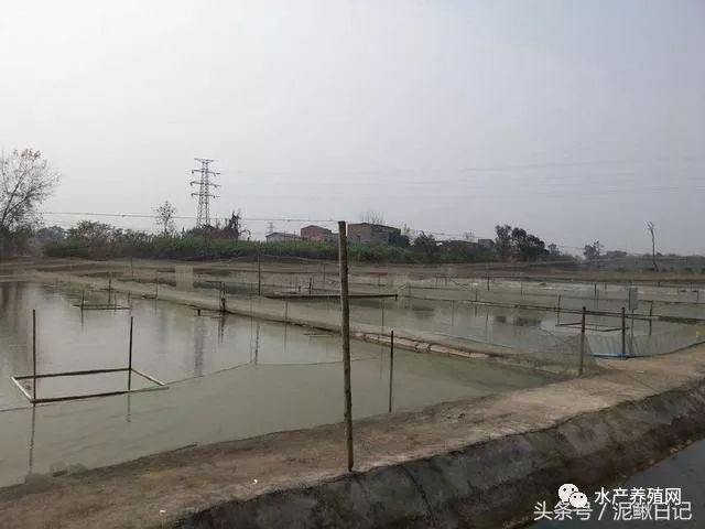 池塘老水怎么处理最好,池塘里漏水怎么办