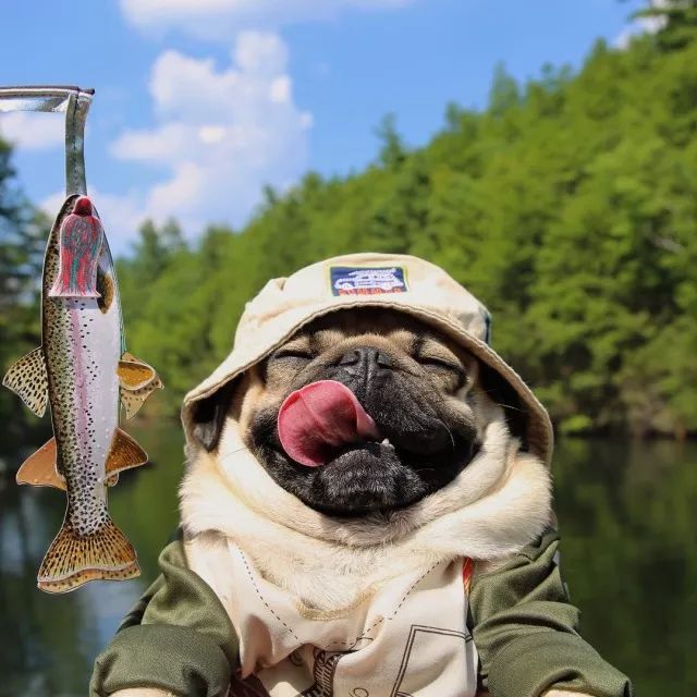 潮狗道格“爷是你无法攀登到的高度”丨每日午间报