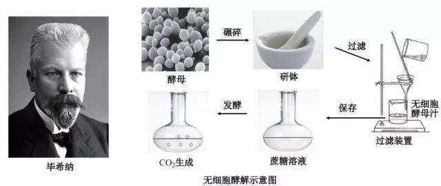 造酒，酿醋，拿诺奖：“下得了厨房上得了厅堂”的神奇酵母