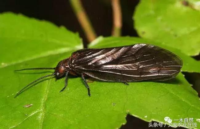 秋天昆虫图谱大全,室内常见昆虫图谱