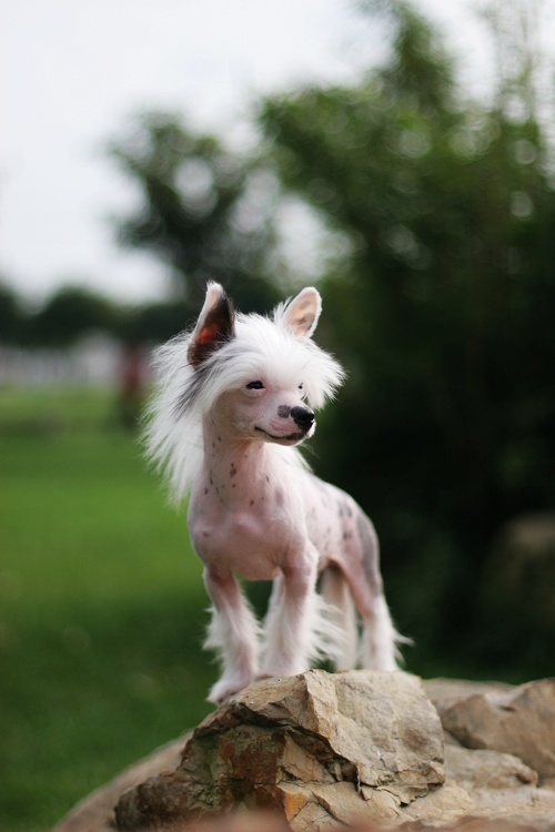 狗狗智商排名介绍,狗狗智商排行列表