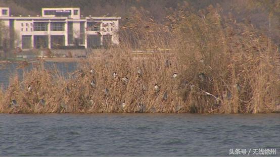 徐州为什么是候鸟栖息地,徐州候鸟