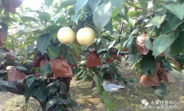 什么品种的梨子又大又甜水分又多,水果梨子产地