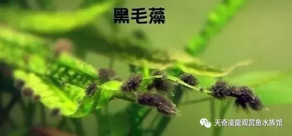 草缸防止藻类爆发,草缸十大危险鱼排名