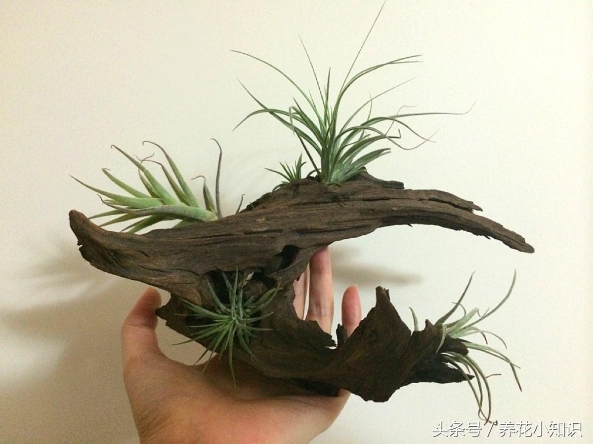 盆栽牡丹冬季可以自然越冬吗,绣球冬季怎样修剪和保护才能越冬