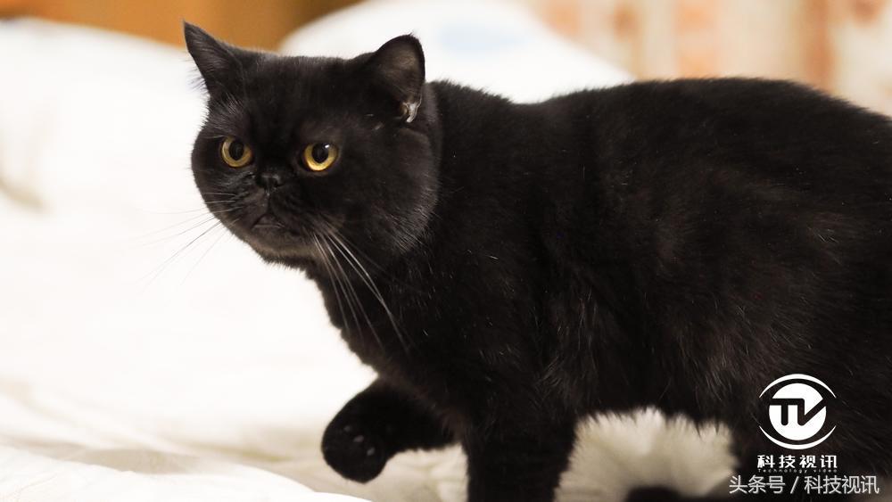 奥林巴斯1454镜头评测图,奥林巴斯40-150pro镜头画质比较