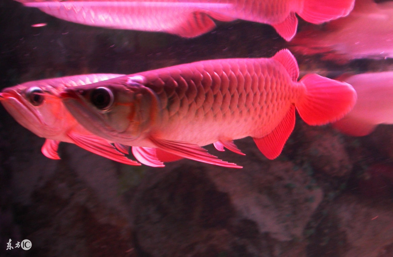 龙鱼常见疾病及治疗方法,龙鱼突发疾病