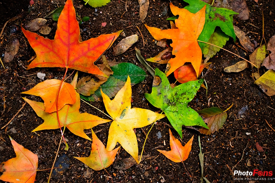 佳能eos800d摄影视频,佳能eos800d拍出来是黑白的