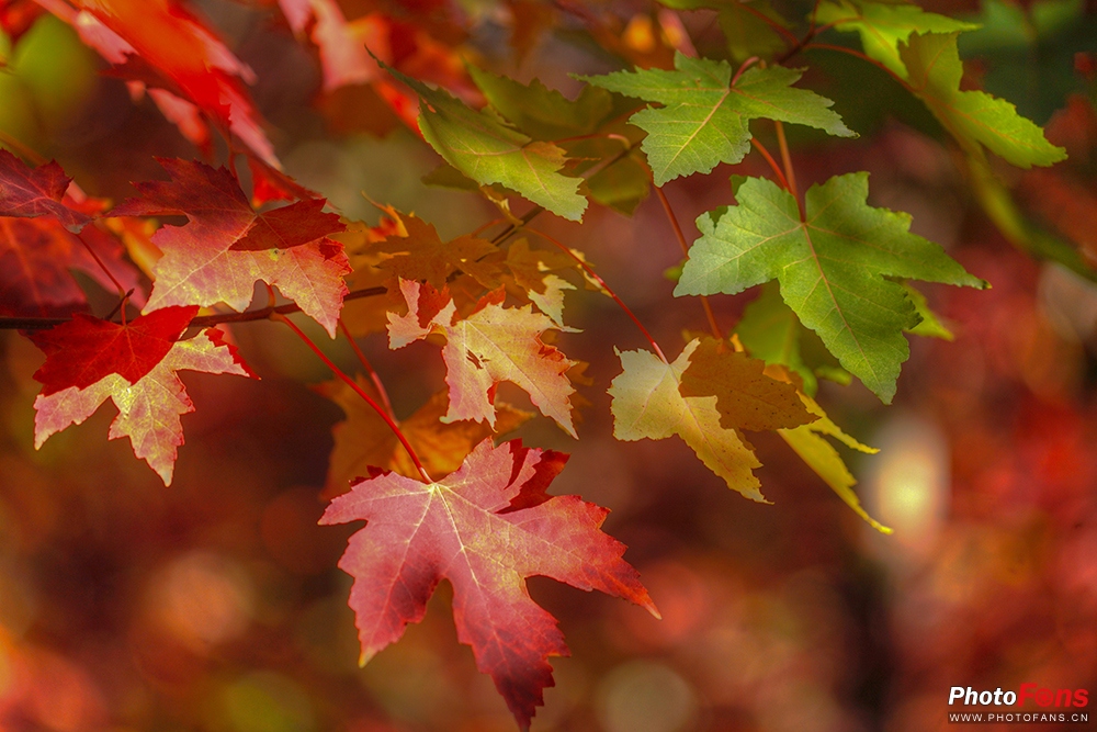 佳能eos800d摄影视频,佳能eos800d拍出来是黑白的