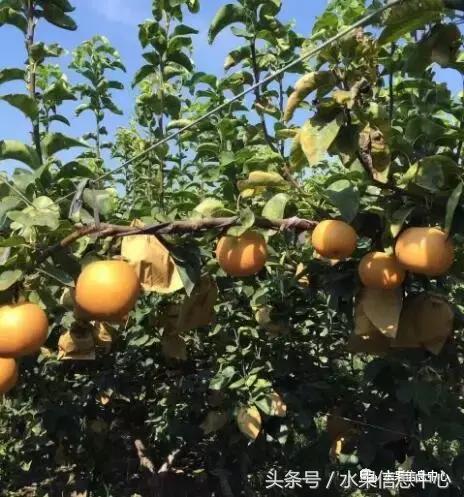 什么品种的梨子又大又甜水分又多,水果梨子产地