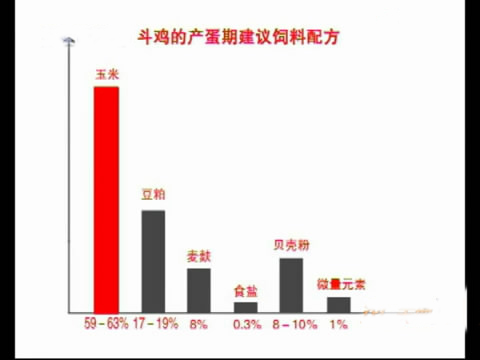 新款斗鸡养殖版,斗鸡的养殖技术视频播放