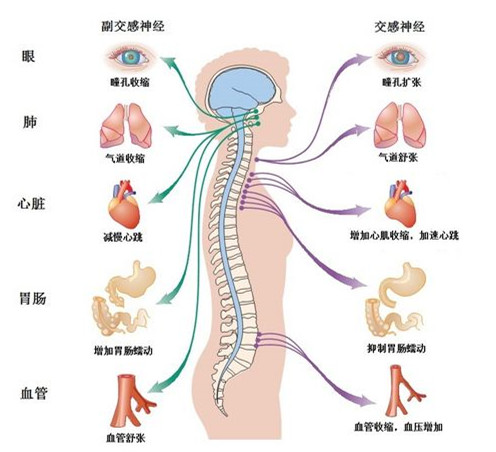 如何让心律不齐恢复正常,房颤发作时一定心律不齐吗