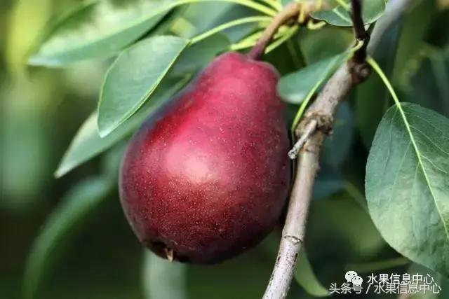 什么品种的梨子又大又甜水分又多,水果梨子产地