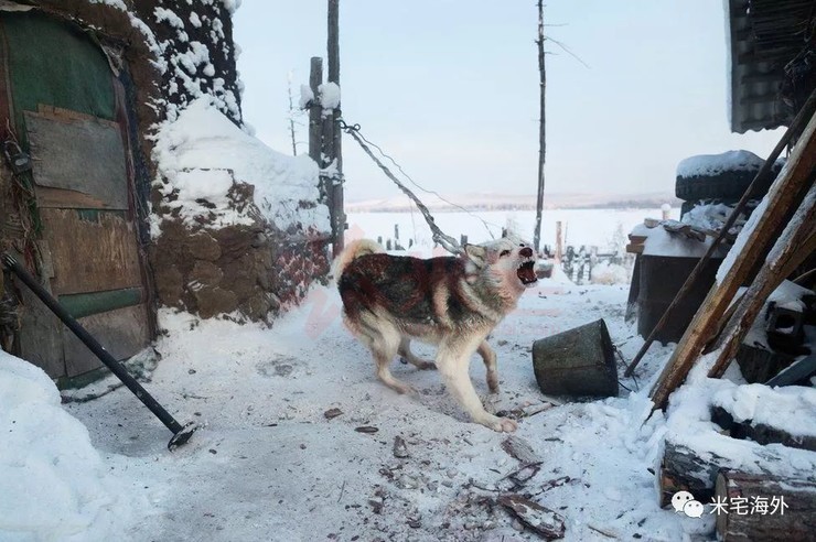 零下60多度农村怎么生活,俄罗斯西伯利亚最冷村庄零下70度