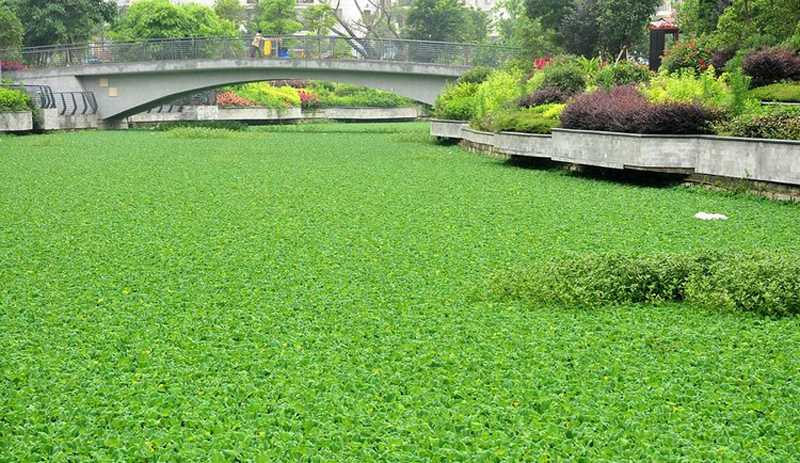 节约肥料，提高产量，你离致富就差这一种技术