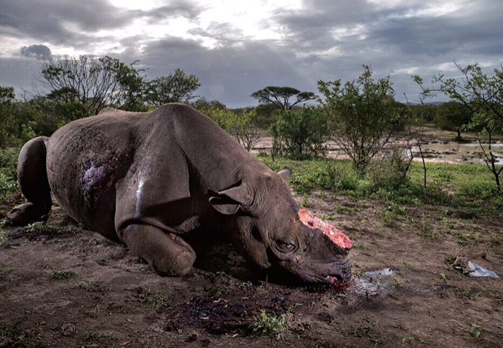 世界新闻摄影大赛获奖作品,世界新闻摄影大赛相机
