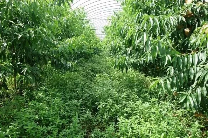 桃树的种植方法和管理,想种植果树去哪里咨询