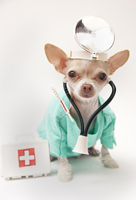 狗狗贫血幼犬吃什么补血最快推荐,狗狗营养性贫血的症状及治疗方法