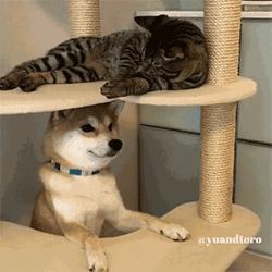 铲屎官出门后猫狗的反应,铲屎官怎么对待猫