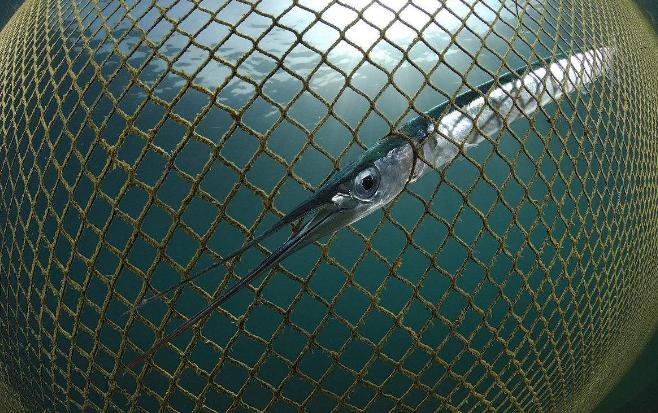 当今动物的进化,世界上100种动物的进化史