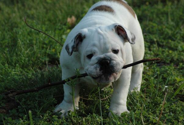 犬种百科之泰迪,犬种百科之比熊