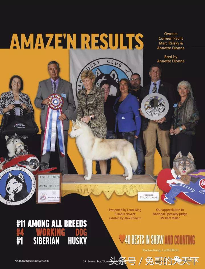 akc最受欢迎犬种排名,akc将犬种分为七个组别分别是