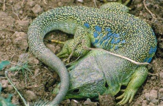 动物学中动物的进化历程,动物进化的历程是什么