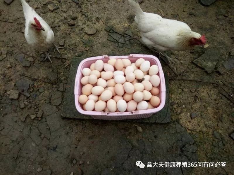 高产蛋禽饲养技术,高产蛋禽饲养管理的误区