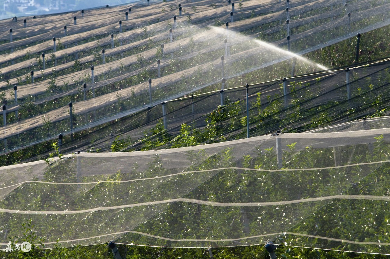 新种的树活没活,新种的果树叶子长的不好