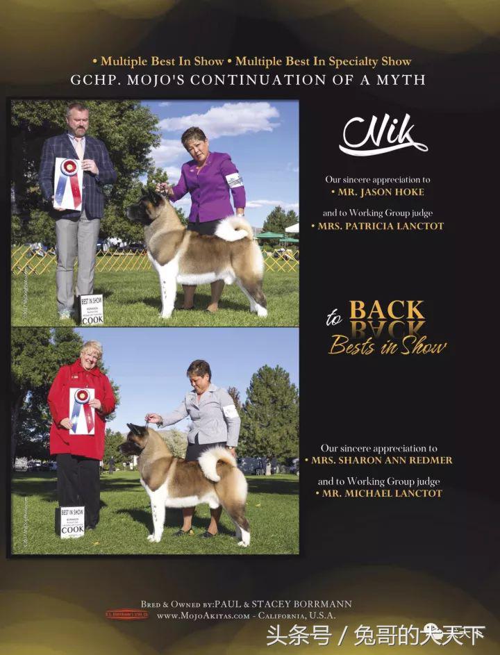 akc最受欢迎犬种排名,akc将犬种分为七个组别分别是