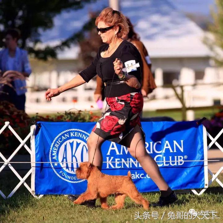 akc最受欢迎犬种排名,akc将犬种分为七个组别分别是