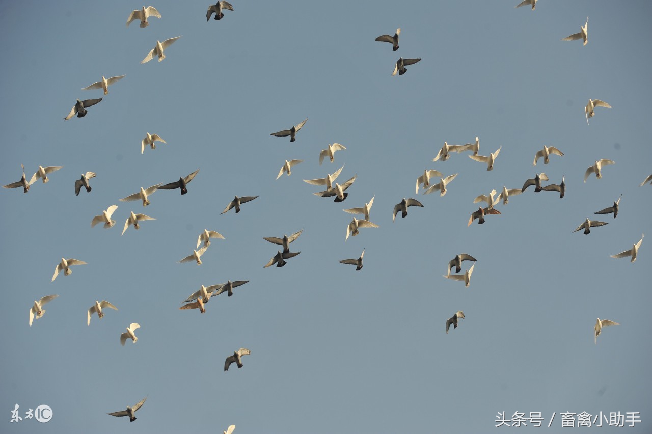 拉绿便怎么治疗最好,呕吐拉水最快的治疗方法