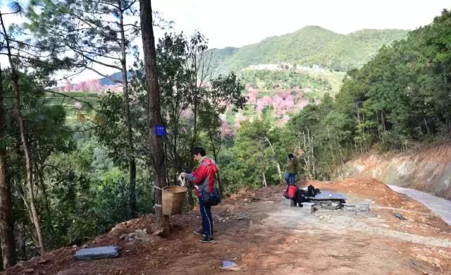无量山樱花谷夏天,无量山樱花谷雾里看花