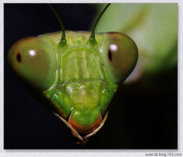 无声地杀戮者——螳螂！