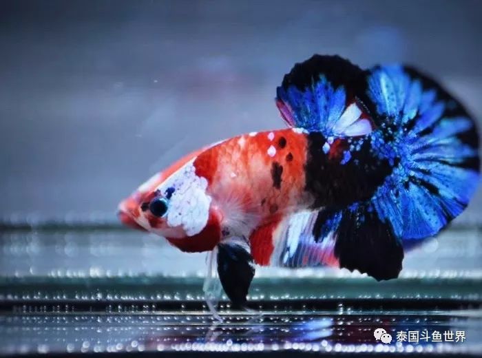 泰国斗鱼拍卖小丑鱼,泰国斗鱼拍卖最新视频