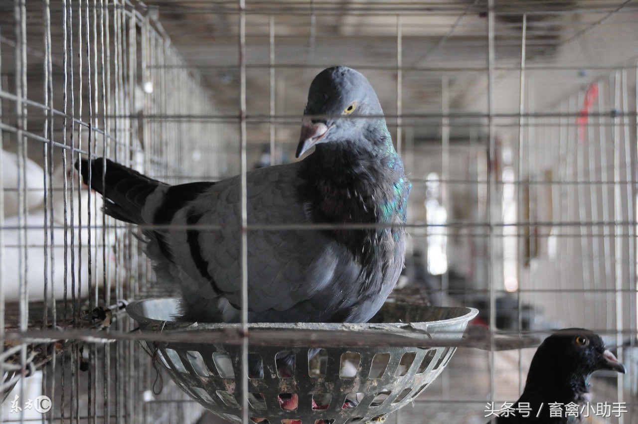 亲鸟为什么不给幼鸟保温,亲鸽不喂幼鸽怎么办